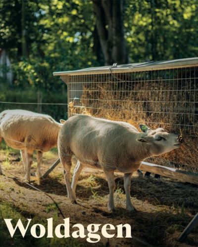 twee schapen eten hooi